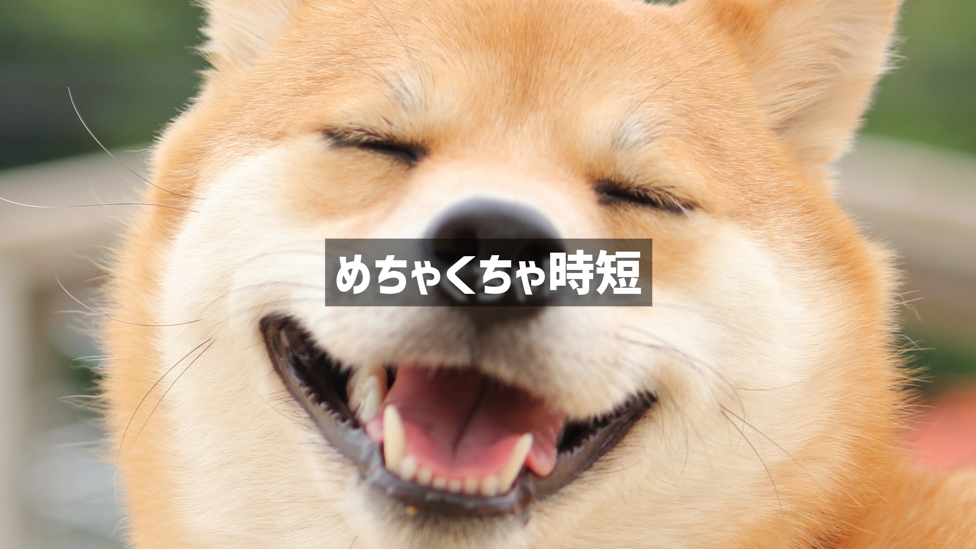 目を細めて気持ちよさそうに笑っている柴犬の顔のアップ写真。中央に「めちゃくちゃ時短」というテキストが配置されています。